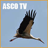logo_ASCO